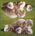 IHR Sheep chic multicoloured 1/2